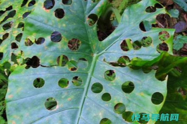 樵叶蜂的天敌是什么?胡蜂成群捕食(樵叶蜂机智堵洞穴)