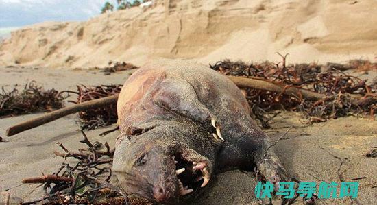 美国加州海滩现神秘无毛生物 有着锋利的爪子和尖尖的牙齿
