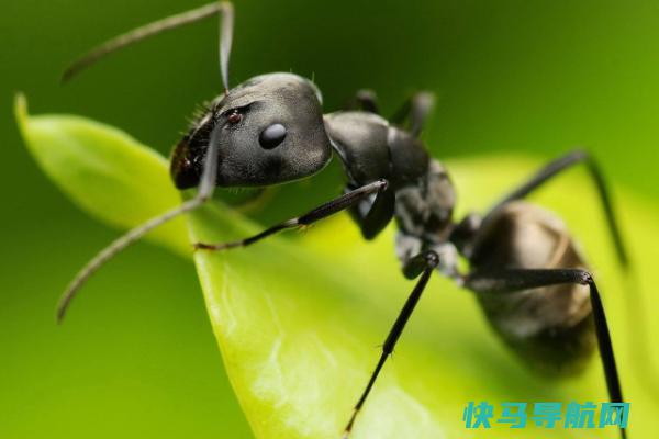 蚂蝗的天敌是什么?蚂蝗卵最怕这种小型昆虫