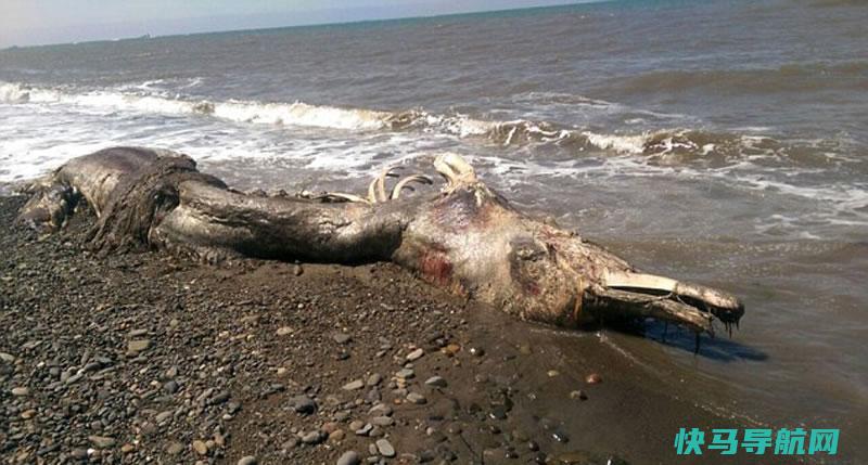 海怪现身：俄罗斯库页岛海滩惊现神秘海洋怪兽尸体