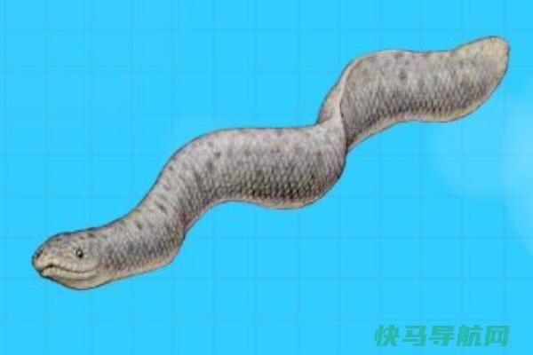 海蛇的后人是什么生物?长有4颗尖牙(以鲨鱼为食)