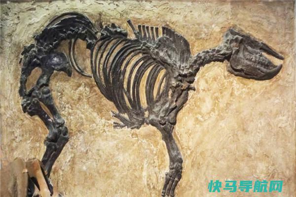 嘉陵龙：早期的剑龙科恐龙（中国四川被发现）