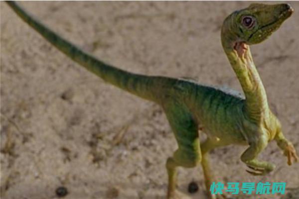 美颌龙：小型的双足肉食性兽脚亚目恐龙（奔跑速度很快）