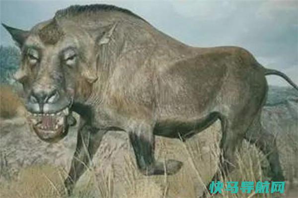 古巨猪：生活于距离如今有3500万年之前（北美西部）