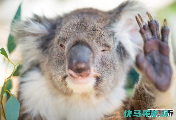 考拉快了吗?考拉不准人抱?(迷信大揭秘)
