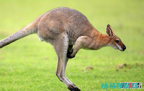 澳大利亚10大特有生物 你们都见过吗?(大吃一惊)