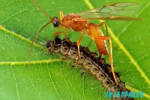 草鳖子的天敌是什么?牛椋鸟帮食草生物清洁(啃食蜱蛆)