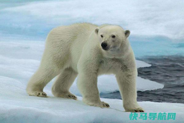北极熊的天敌是什么?没有生物能与之抗衡(唯独人类)