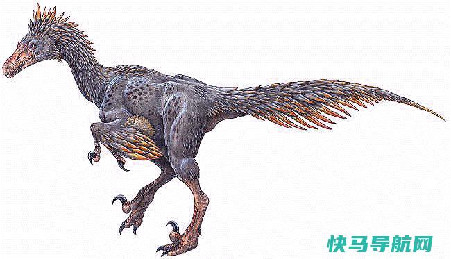 原鸟形龙：冷艳了白垩纪时代的恐龙（盗龙科目下属）