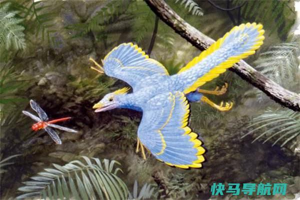 始祖鸟：已灭绝的羽毛恐龙（一种原始的小型恐龙）