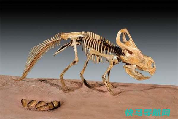 弱角龙：最为原始的角龙科恐龙（钻研很多的恐龙科）