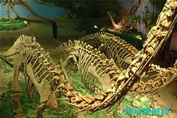 双角龙：角龙亚科恐龙的一属（生活在白垩纪的脊椎生物）