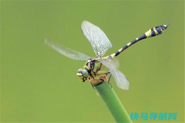 小团扇春蜓：尾巴上长翅膀的蜻蜓（颜值很高的一种）