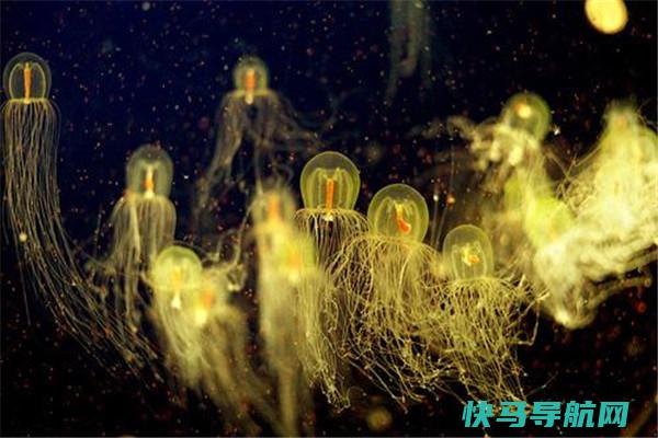 道恩灯塔水母：领有神奇才干的水母（可以老态龙钟）