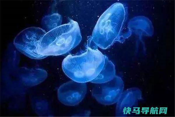 红色霞水母 会惹起劫难的大型的浮游类生物