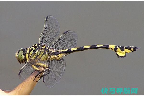 大蜻蜓：体型超大的一种蜻蜓（腹部长度七十八毫米）
