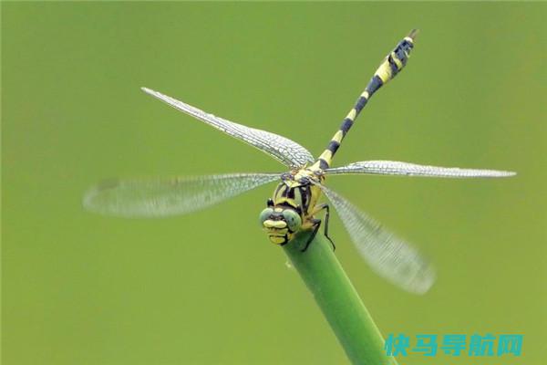 大团扇春蜓：蜻蜓界里的大型航行者（腹部长度60毫米）