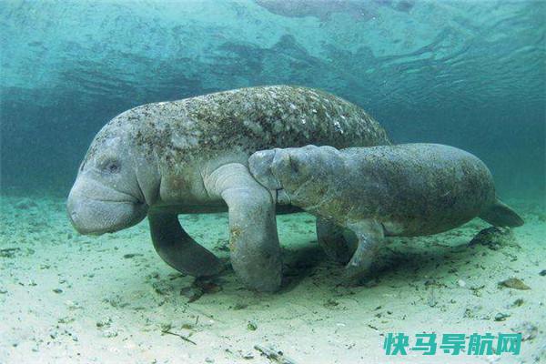 大海牛：海牛中的大型生物（一种曾经灭绝的哺乳生物）