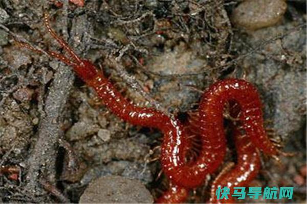 地蜈蚣：濒临灭绝的蜈蚣科物种（毒性较小的蜈蚣）