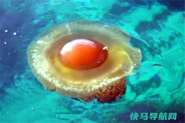 蛋黄水母：美味迷人的陆地生物（外形酷似煎蛋）
