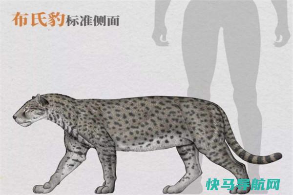 布氏豹：最新鲜的豹类物种（散布在盆地的地层中）