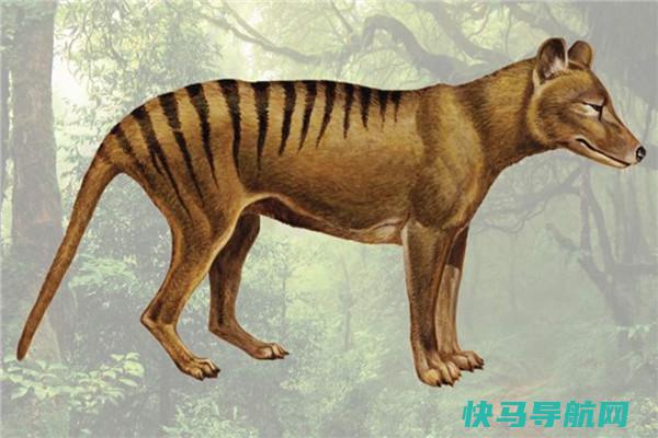 袋狼：大型的有袋类生物（体长可达一百八十厘米）