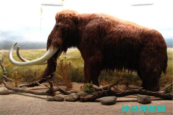 猛犸象：生活在高寒地域冰川世纪（早已灭绝的生物）