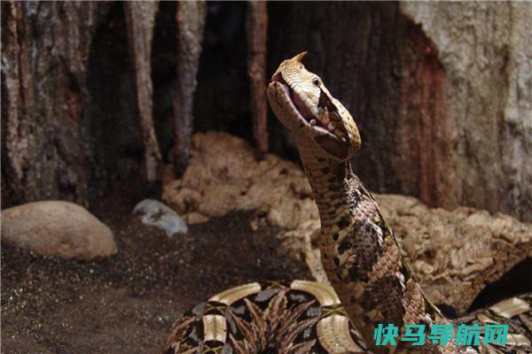 全球上毒牙最长的蛇是什么 加蓬蝰蛇（毒牙长毒液更强）
