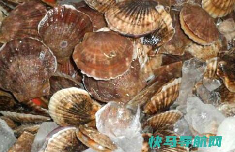 夏威夷贝哪些部位不能吃吃夏威夷贝的好处