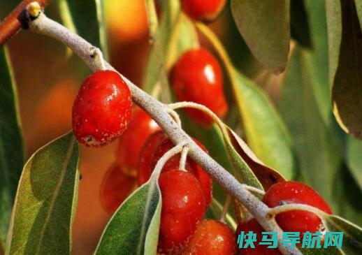 沙枣仁的功效与作用及