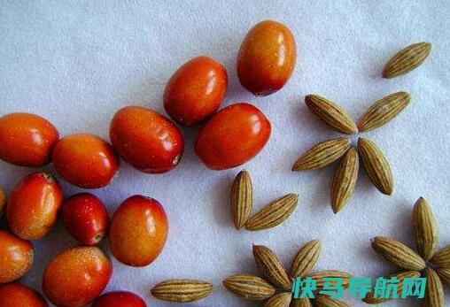 沙枣泡水沙枣的食用