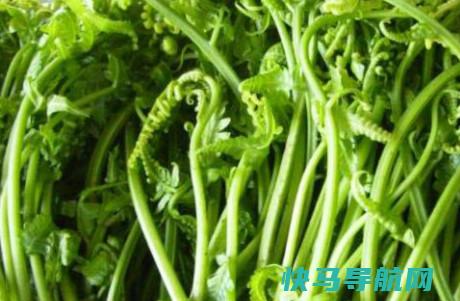 猴腿菜吃猴腿菜的大全