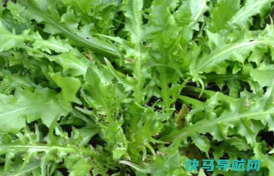 白花菜的功效与及