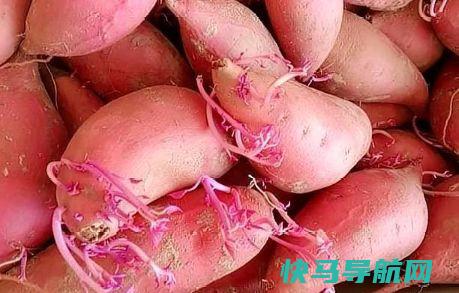 天冷吃红薯，这点要留意了，我也最近才知道，告诉