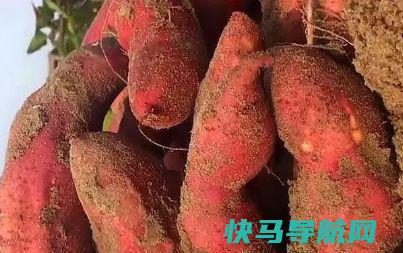 天冷吃红薯，这点要留意了，我也最近才知道，告诉