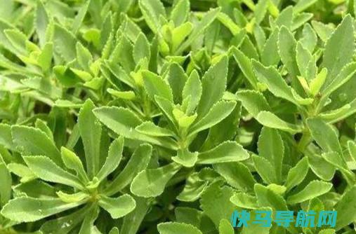 费菜泡水喝的