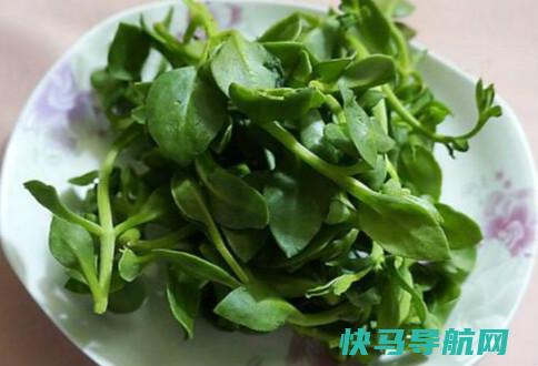田七菜的与作用及