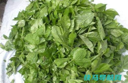 新鲜刺五加叶的功效与