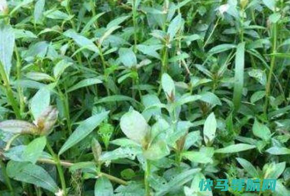 莲心菜怎么做莲子菜的食用方法