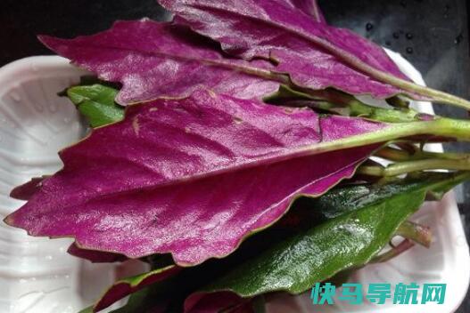 紫贝菜的与作用及食用方法