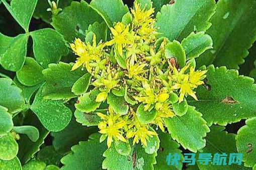 费菜怎么吃费菜的吃法大全