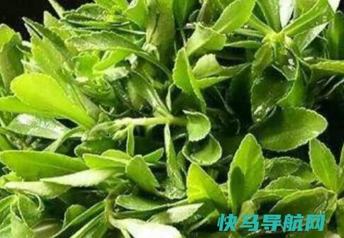 救心菜的救心菜的药用价值与禁忌
