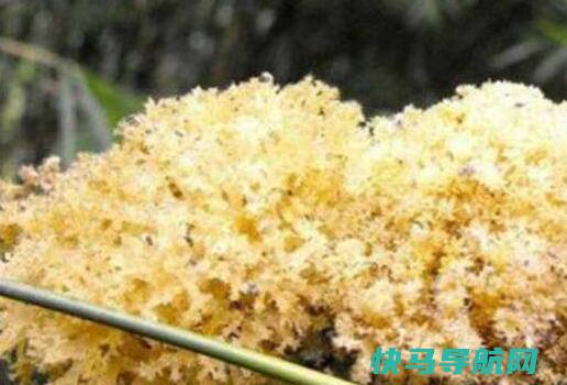 竹燕窝怎么吃竹燕窝的做法