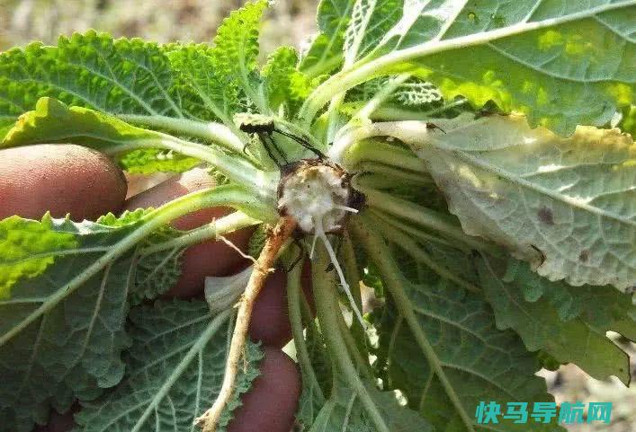 冬季咳嗽痰多，莫慌？常用此物泡水喝，，胜过止