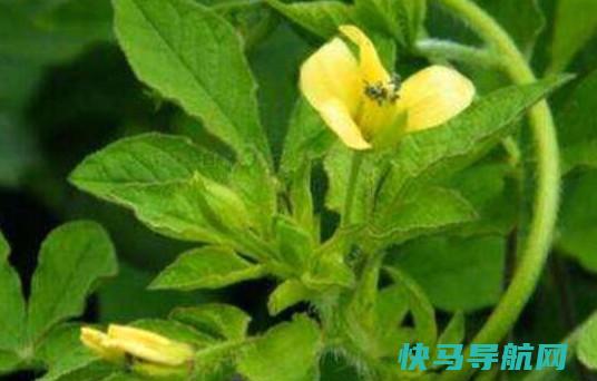 百花菜和白花菜吃白花菜的