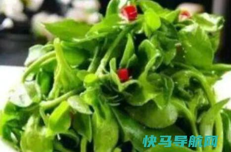 三七菜和田七菜的吃三七菜的