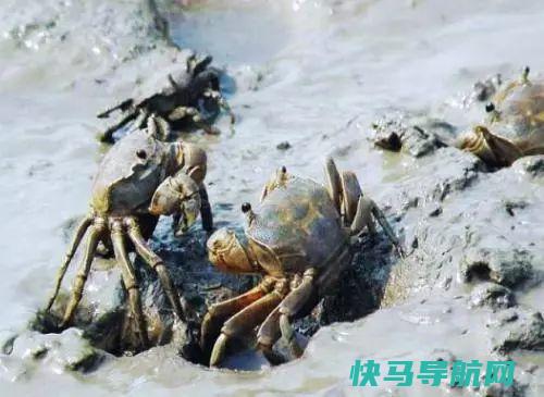 被耽误的4种海鲜，一般人瞧不上，吃过的却全被