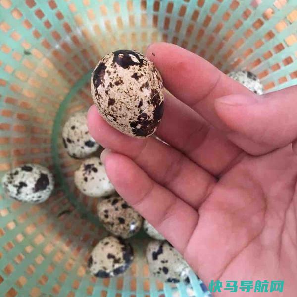 12月它，促进大脑发育，聪明机敏，个子