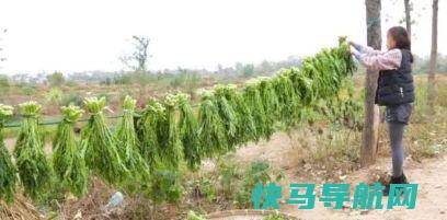 农村这种野菜，可以用来做咸菜，对牙龈上火很管