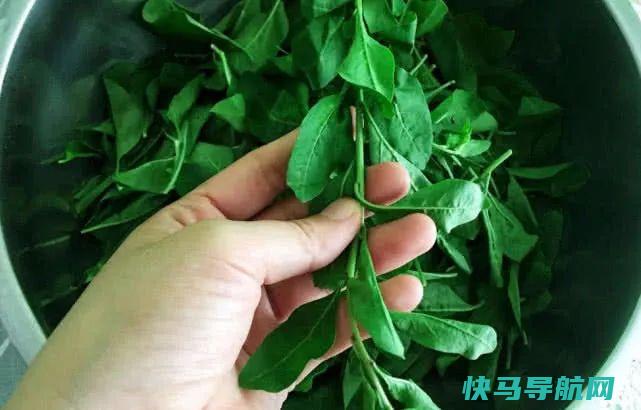 的护肝王找到了，隔三差五，清肝明目，肝脏